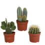Cactus mix 3 stuks in 10,5 cm pot